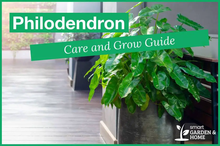 Philodendron Plant Care And Growing Guide Smart Garden And Home