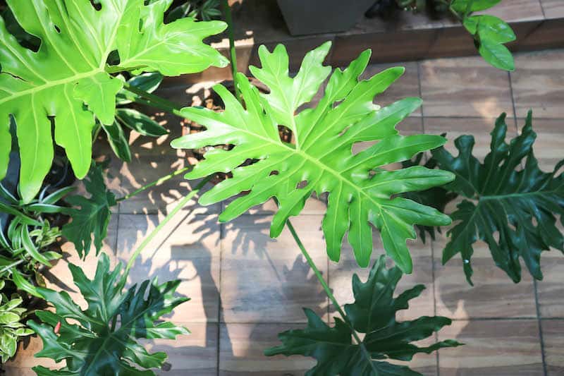 Philodendron Selloum