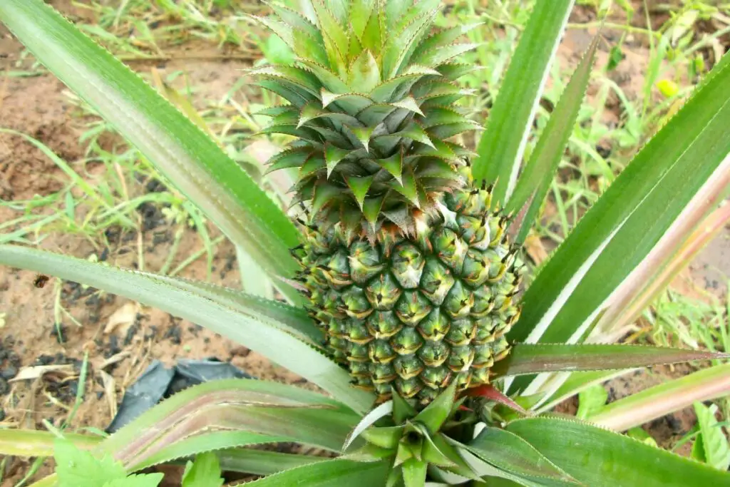 Pineapple Growing