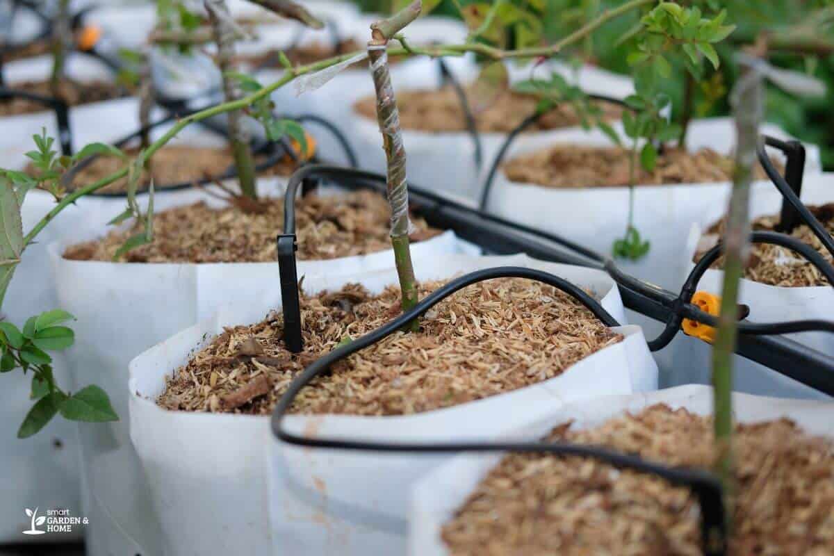 Plant Growing Out Of Cocopeat