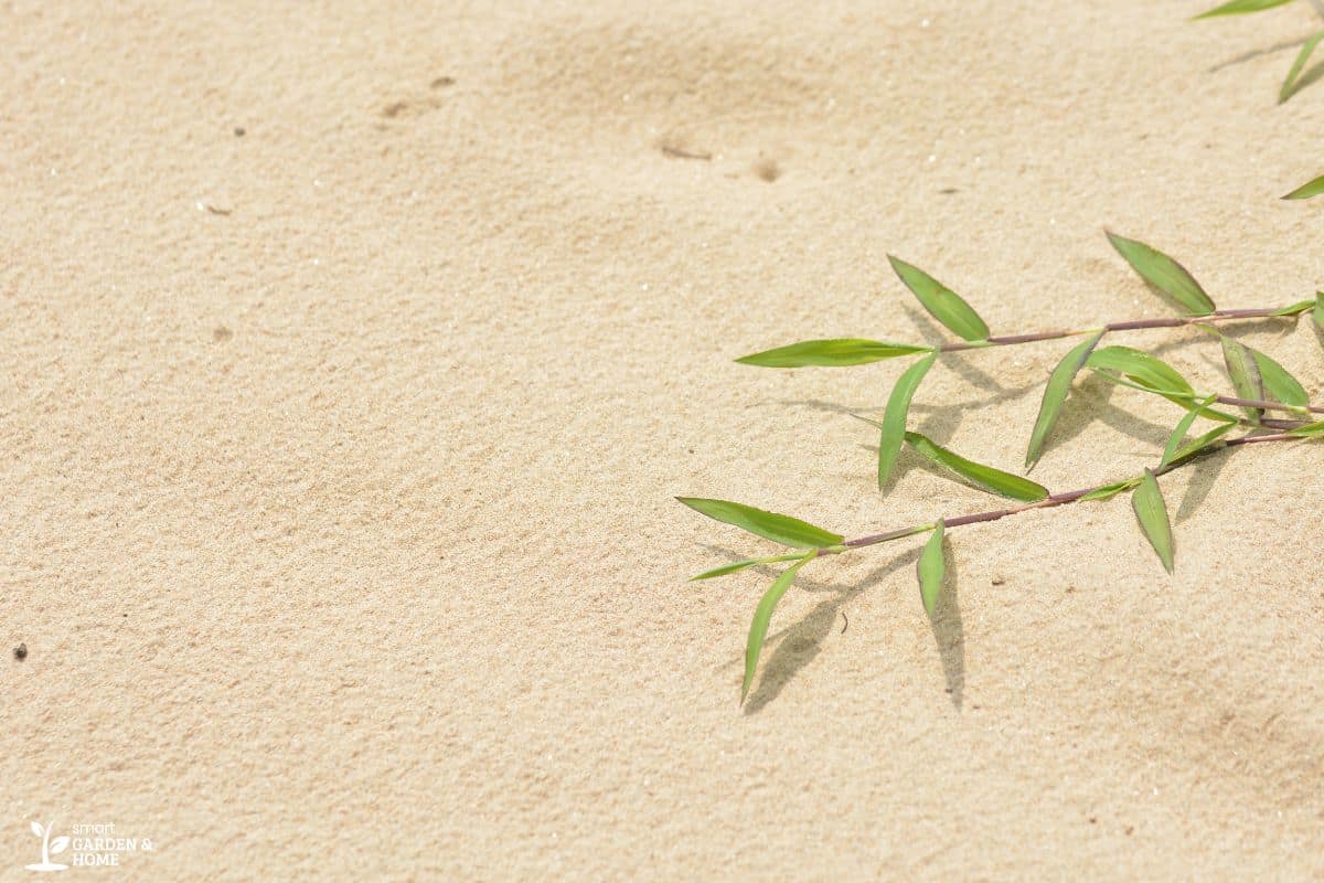 Plant Laying Down on Sand