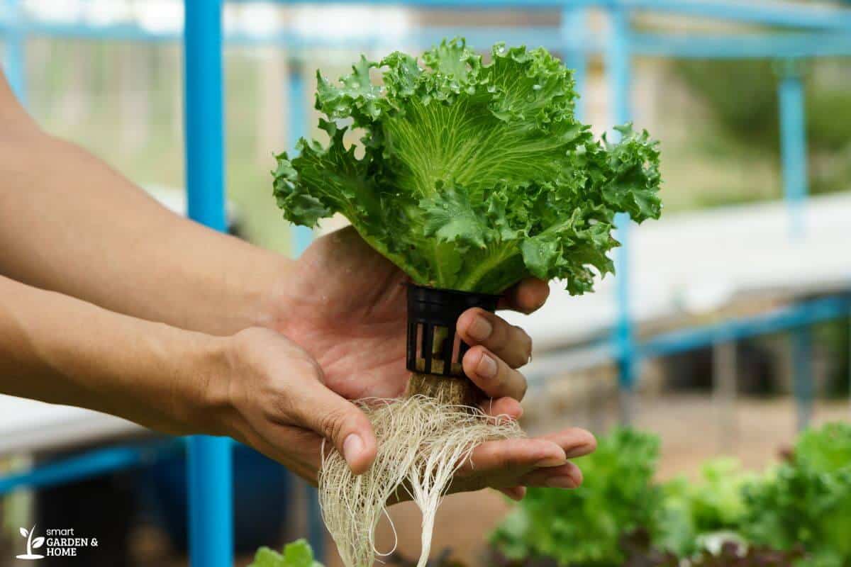 Plants with a Net Pod