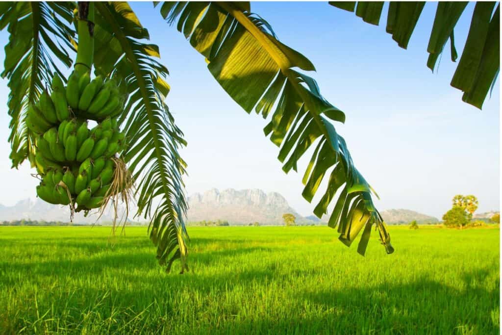 Plantains Growing on Tree