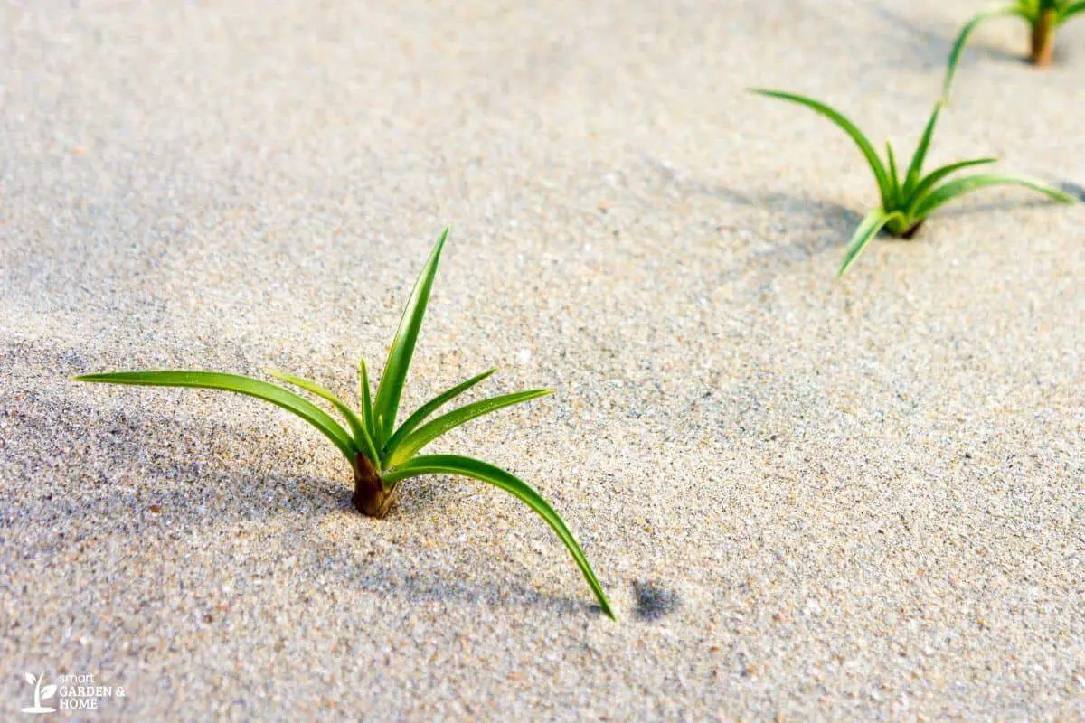 Plants Growing on Sand