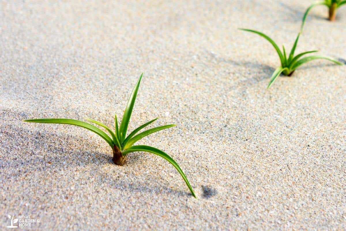 A close-up of small green plants growing in spaced intervals in light-colored, hydroponic sand.