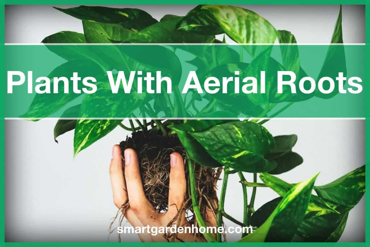 Plants with Aerial Roots