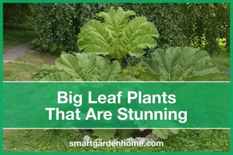 Plants with Big Leaves