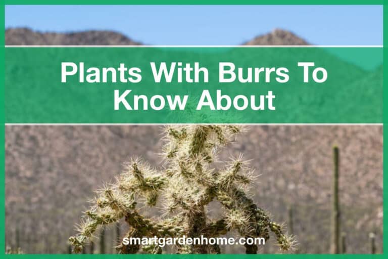 Plants with Burrs