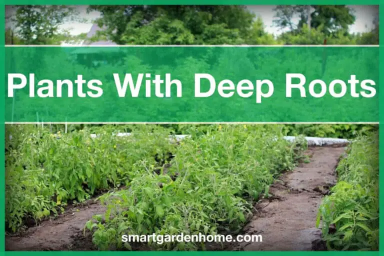 Plants with Deep Roots