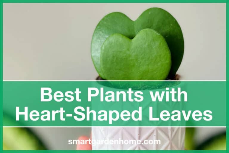 Plants with Heart-Shaped Leaves