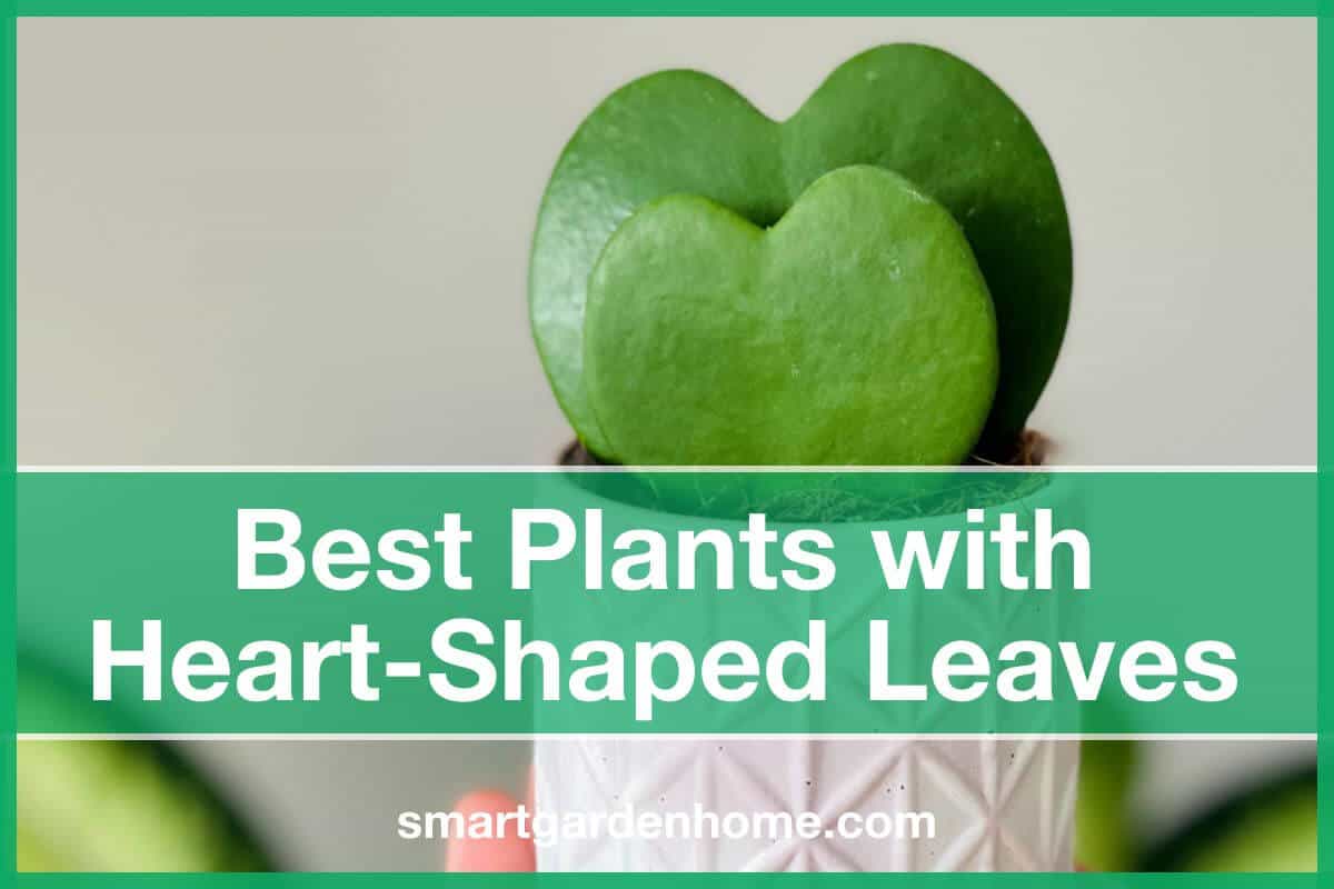 Plants with Heart-Shaped Leaves