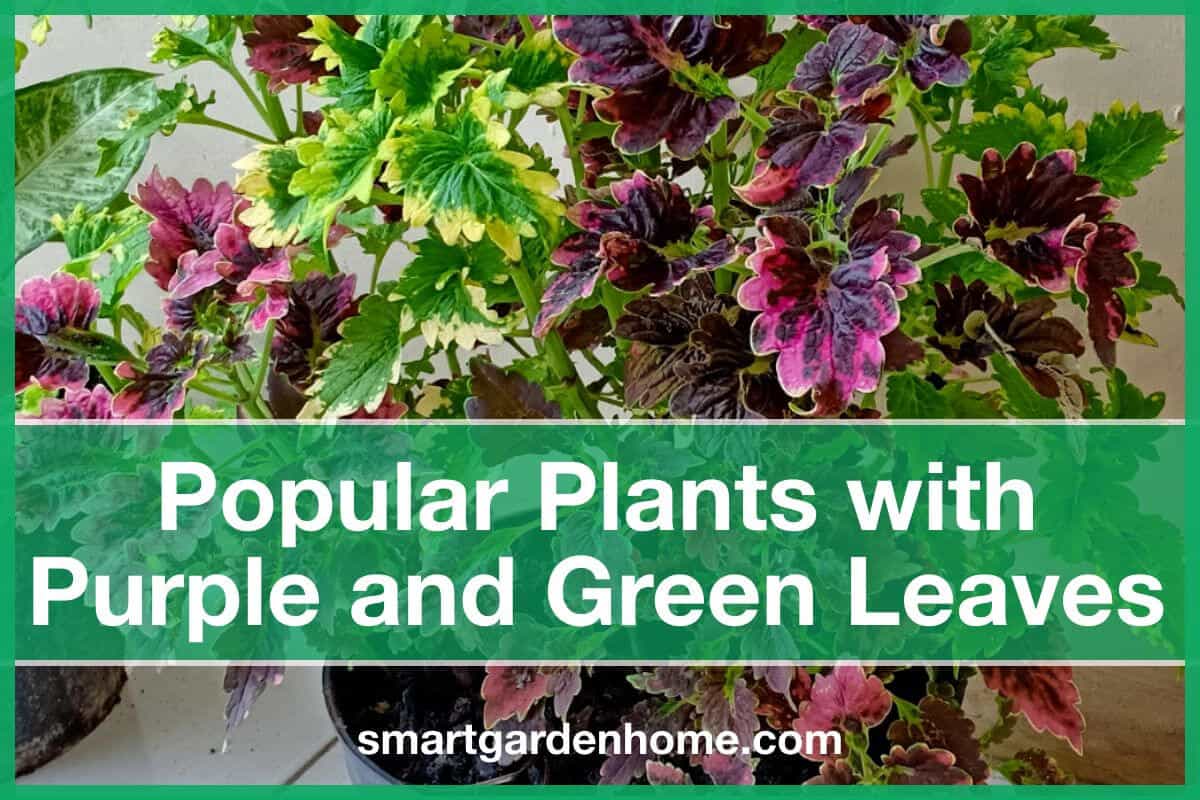 Plants with Purple Green Leaves