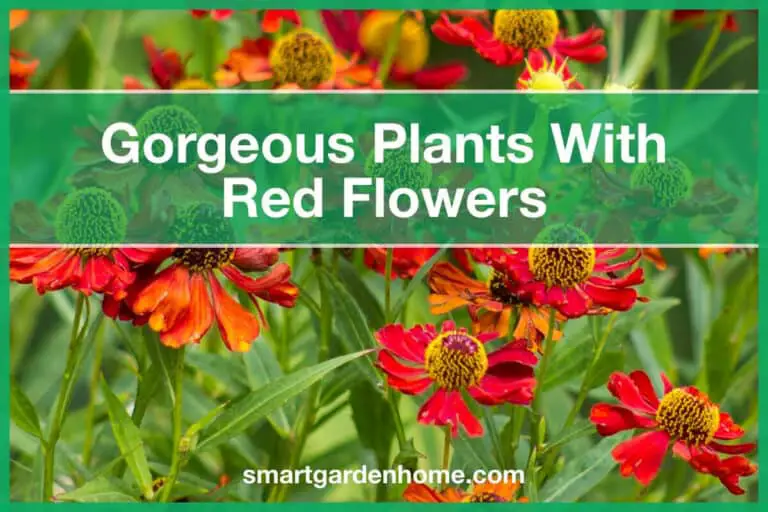 Plants with Red Flowers
