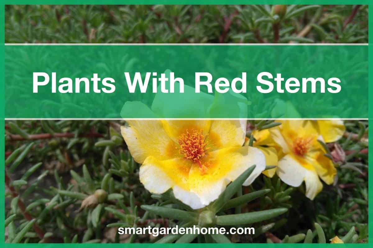 Plants with red stems