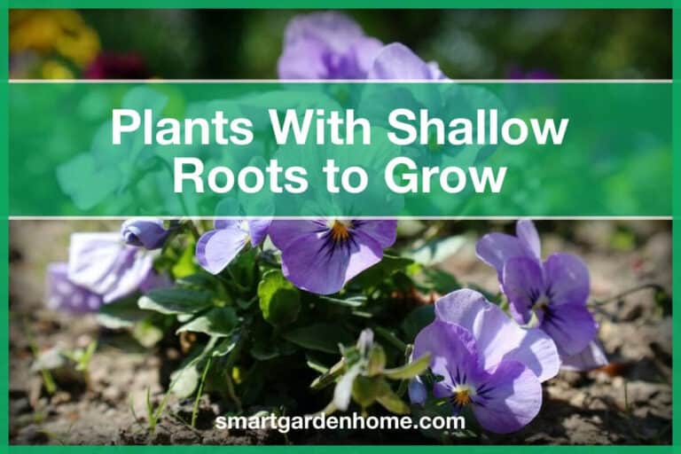 Plants with Shallow Roots to Grow