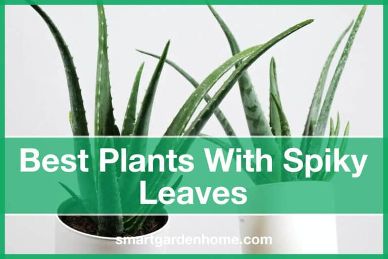 Plants with Spiky Leaves