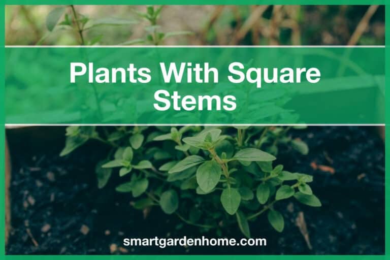Plants with Square Stems