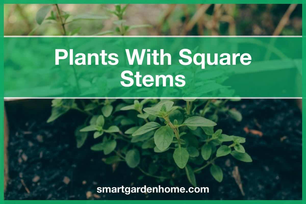 Plants With Square Stems