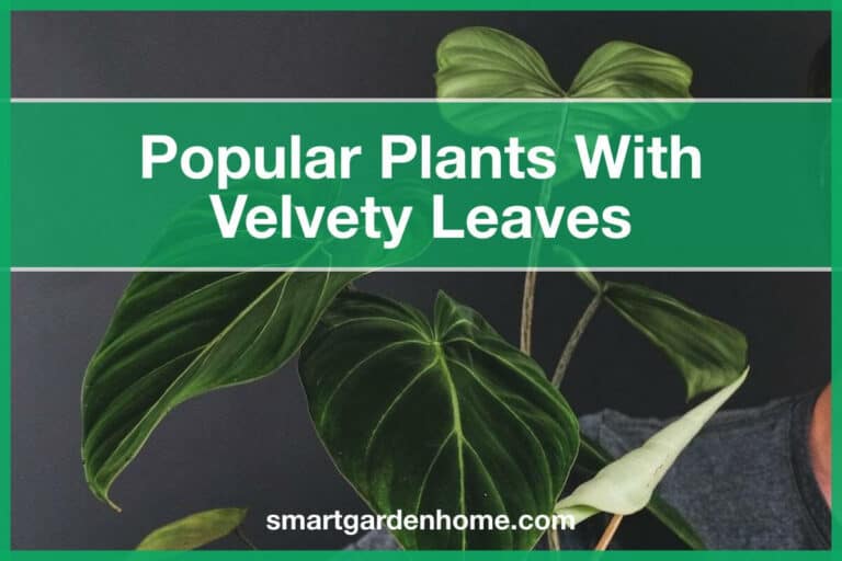 Plants with Velvety Leaves