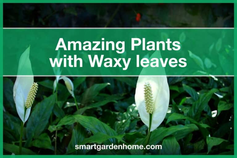 Plants with Waxy Leaves
