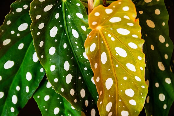 Polka Dot Begonia Maculata