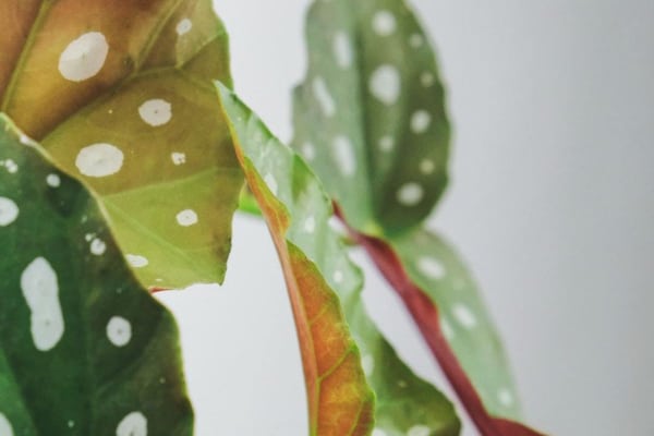 Polka Dot Begonia Maculata