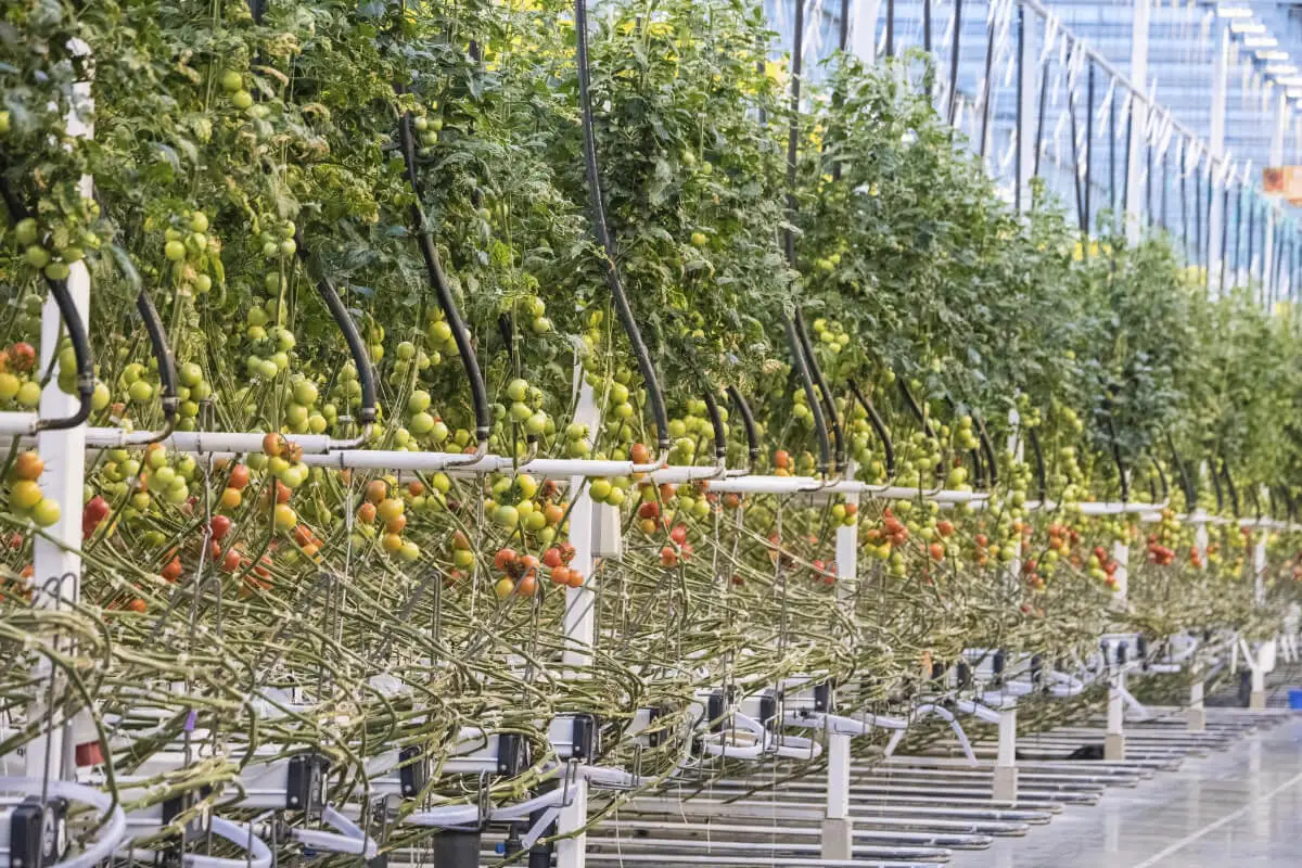 Tomatoes - Popular Fruits to Grow Hydroponically