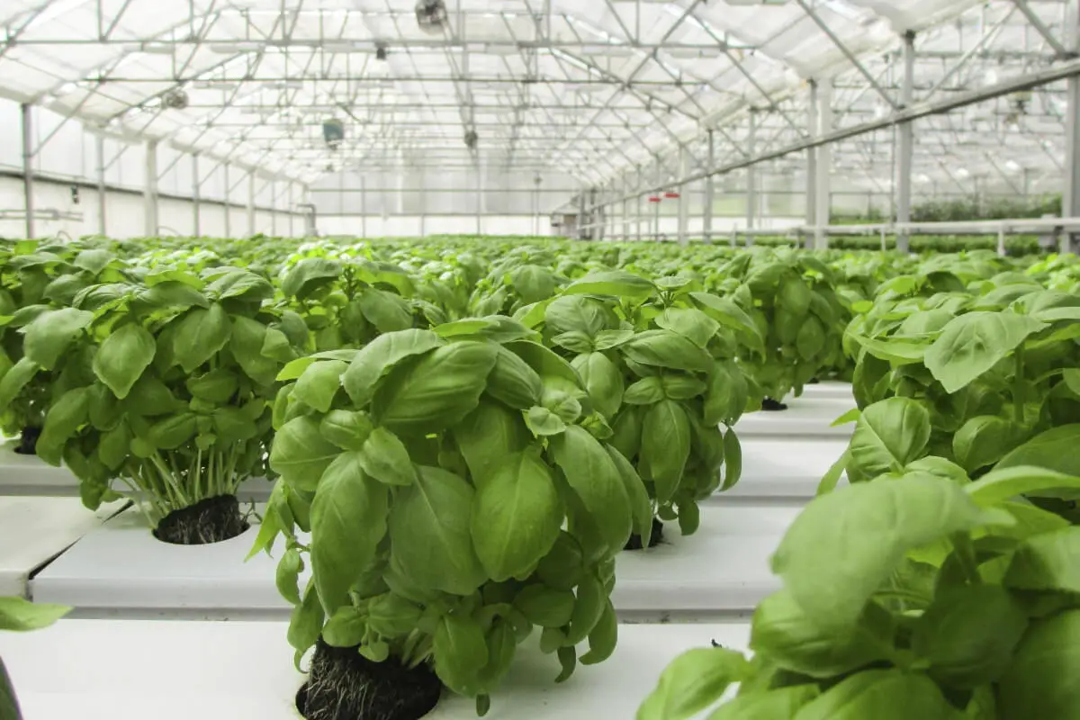 Basil and Popular Herbs to Grow Hydroponically