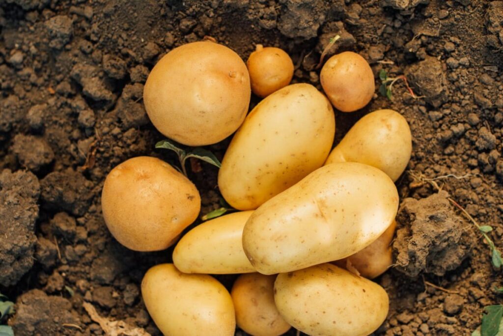 Potatoes in Vegetable Garden Soil