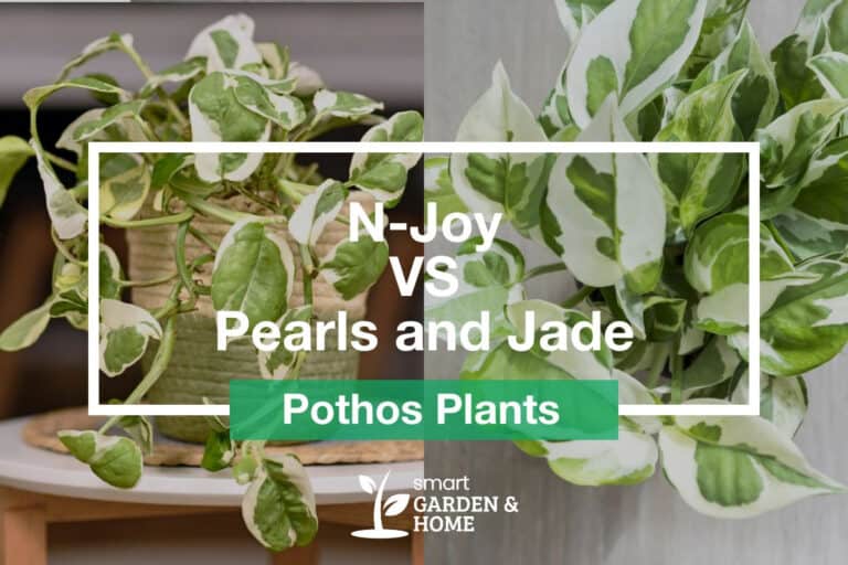 Pothos N Joy vs Pearls and Jade Pothos Comparison