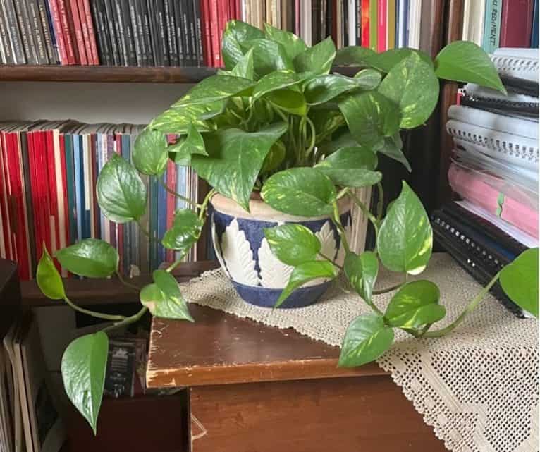 Pothos Plant Office