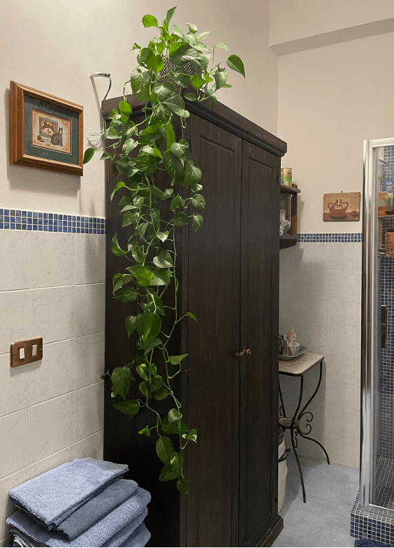 Pothos Plant Bathroom