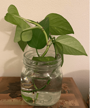 Pothos Plant