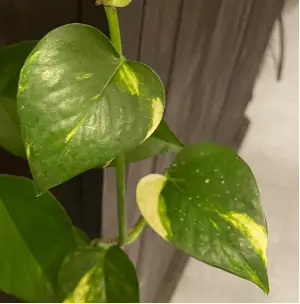 Pothos Plant Leaf