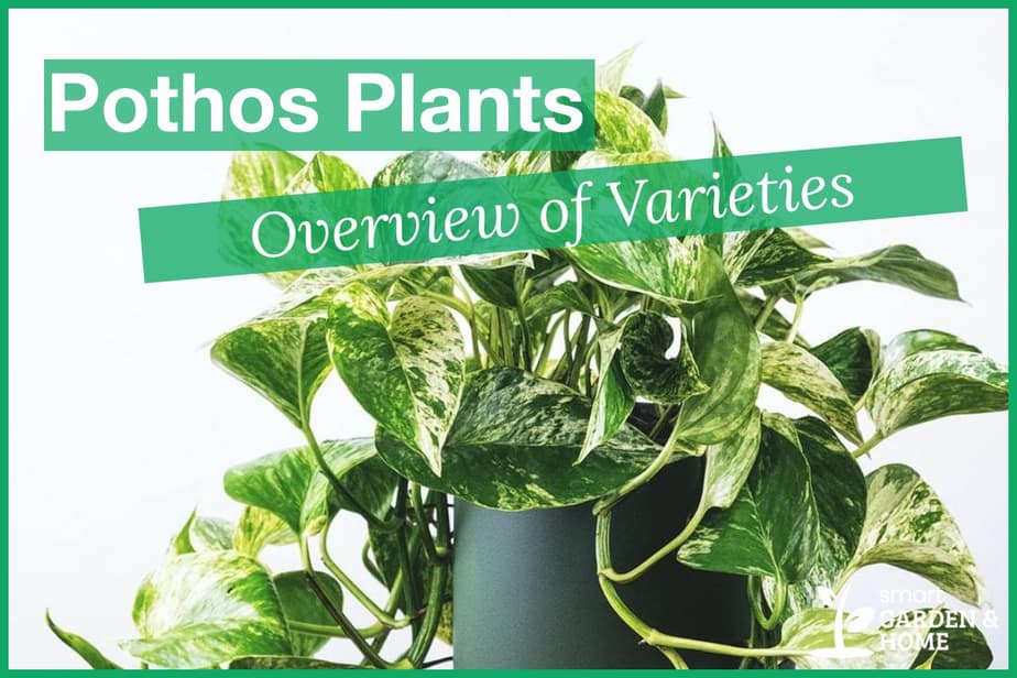 10 Best Pothos Varieties Of Plants To Grow Smart Garden And Home