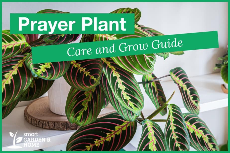 Prayer Plant Care And Grow Guide Smart Garden And Home