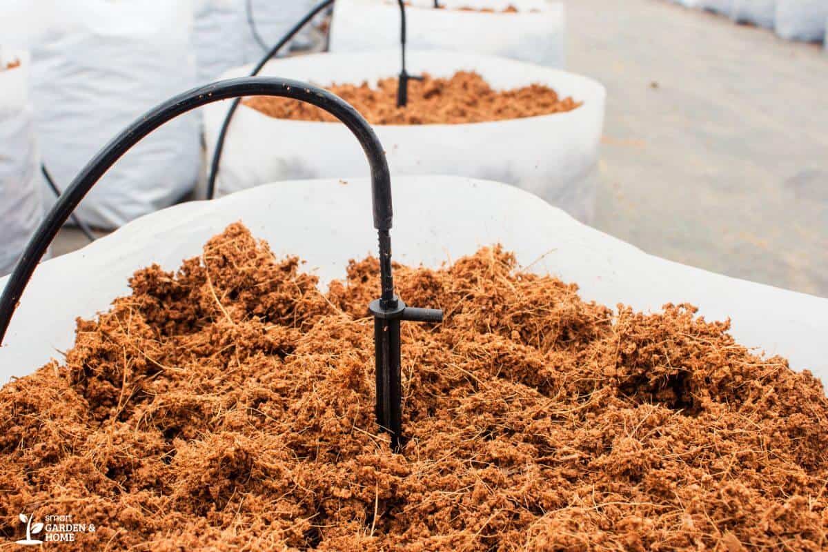 Close-up of a drip irrigation system in action, watering a plant bed filled with organic mulch and coco coir.