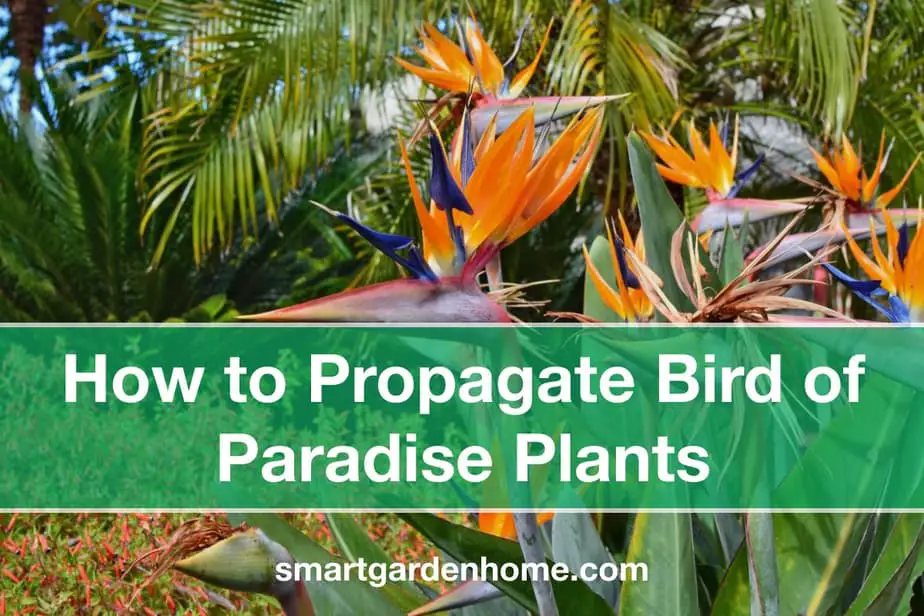 How to Propagate Bird of Paradise Plants