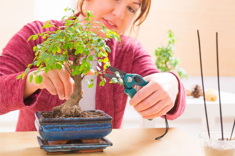 Pruning Bonsai Trees