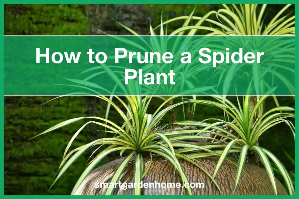 How To Prune A Spider Plant - Trimming The Right Way - Smart Garden And ...