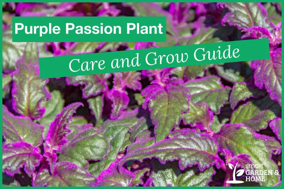 how much sun does a purple passion plant need