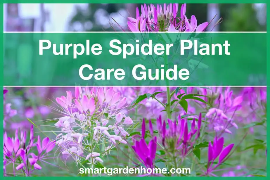Purple Spider Plant Care and Grow Guide