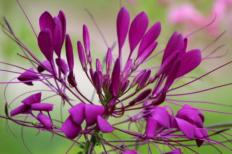 Close-up of a vibrant purple spider flower with long, thin, delicate petals and stamens extending outward.