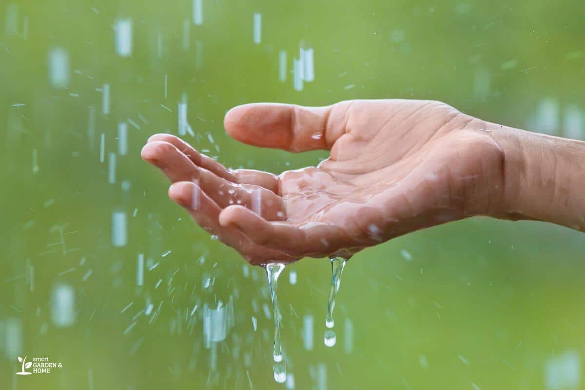 Rainwater Dripping on a Hand for Spider Plant Watering