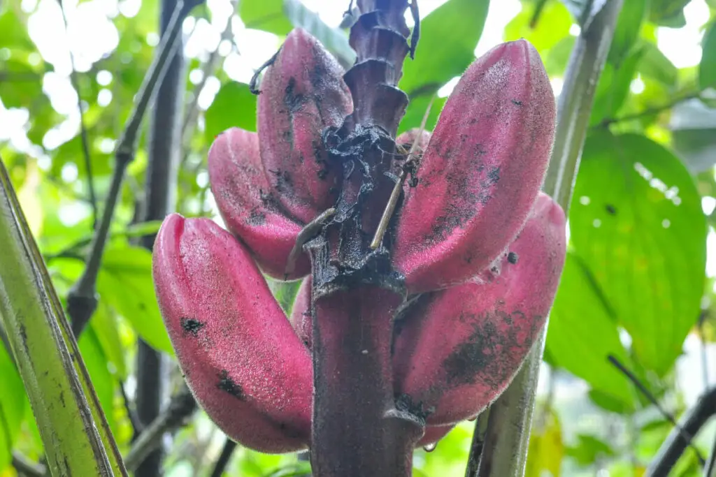 Red Bananas on Tree
