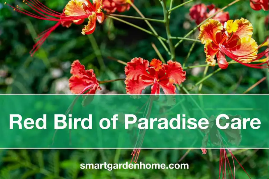 red bird of paradise care - Smart Garden & Home