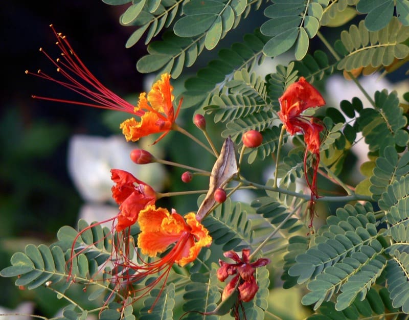 red-bird-of-paradise-care-guide-smart-garden-and-home