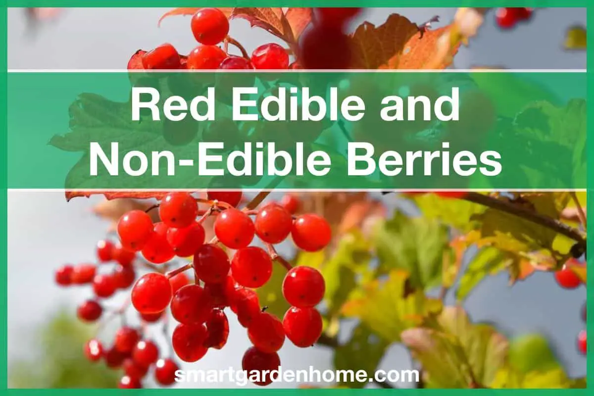 Red Edible and Non-Edible Berries
