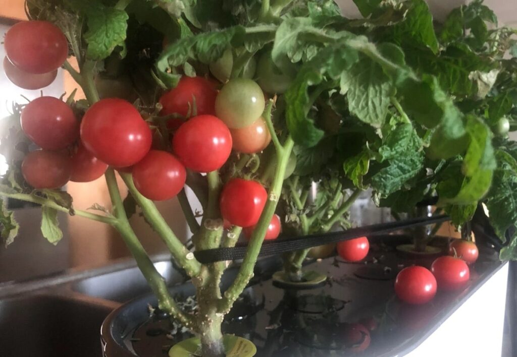 Red Heirloom Cherry Tomatoes Growing in AeroGarden