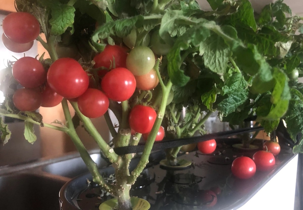 Growing Tomatoes in Your AeroGarden Expert Tips for a Flavorful